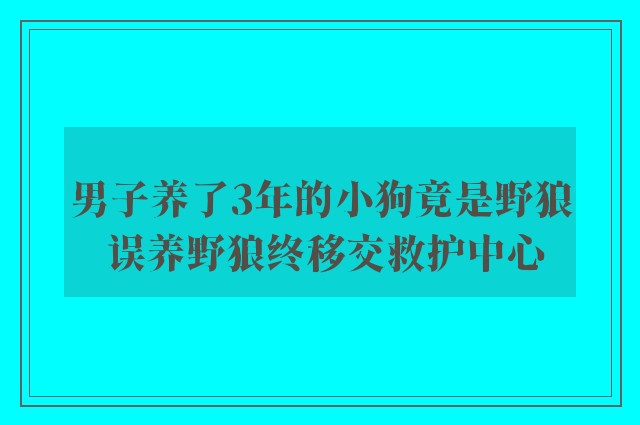 男子养了3年的小狗竟是野狼 误养野狼终移交救护中心