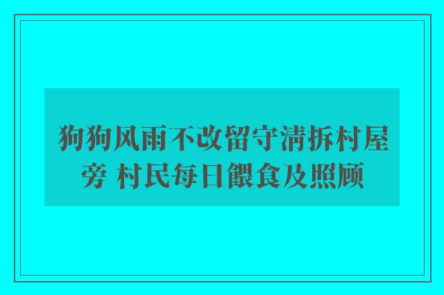 狗狗风雨不改留守清拆村屋旁 村民每日餵食及照顾